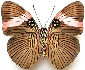 Adelpha lycorias