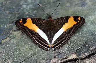 Adelpha malea