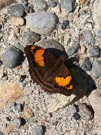 Adelpha mesentina