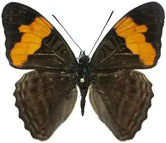 Adelpha saundersii