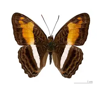 Adelpha viola