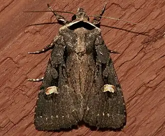 Adelphagrotis indeterminata