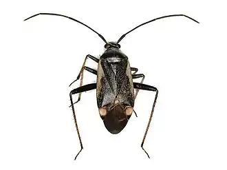 Adelphocoris seticornis
