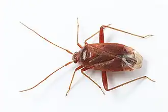 Adelphocoris ticinensis
