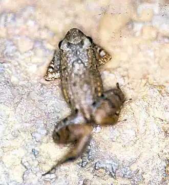 Adenomera hylaedactyla