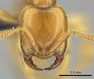 Adetomyrma bressleri