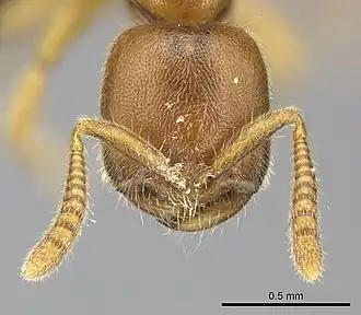 Adetomyrma caputleae