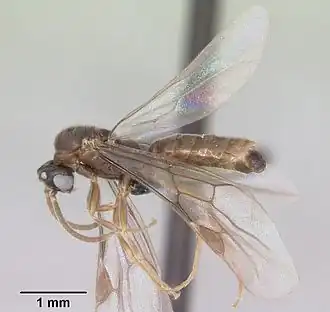 Adetomyrma venatrix