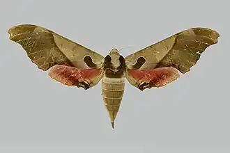 Adhemarius blanchardorum