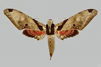 Adhemarius eurysthenes