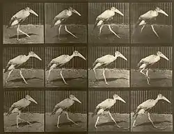 Fotografische studie naar de gang van de Indische maraboe door Eadweard Muybridge