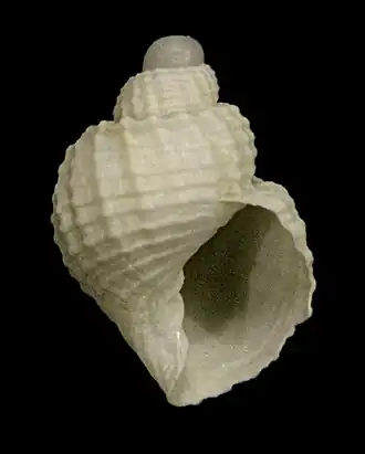 Admetula cornidei