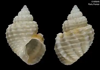 Admetula emarginata
