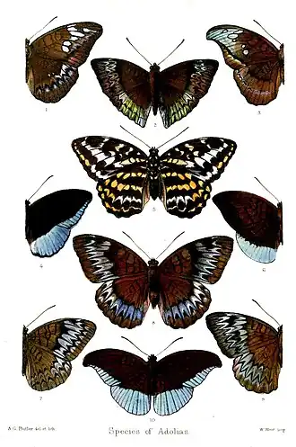 Tanaecia godartii