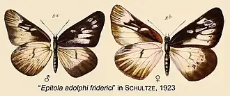 Epitola adolphifriderici