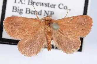 Adoneta gemina