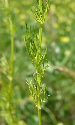 Stengel met bladeren