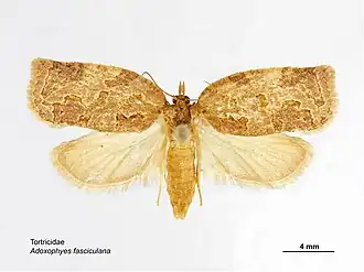 Adoxophyes fasciculana