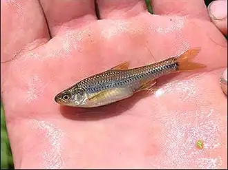 Notropis topeka