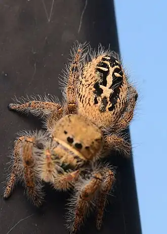 Phidippus texanus