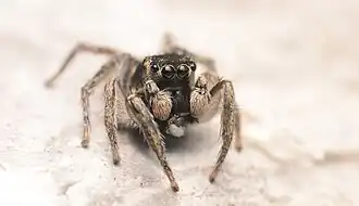 Habronattus borealis