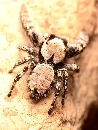 Phidippus carolinensis