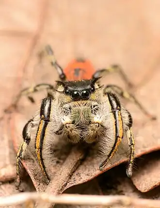 Phidippus insignarius