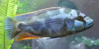 Nimbochromis