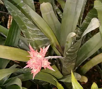 Aechmea flavorosea