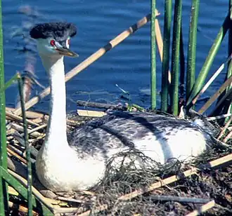 een clarks fuut op zijn nest