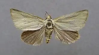 Aegle kaekeritziana