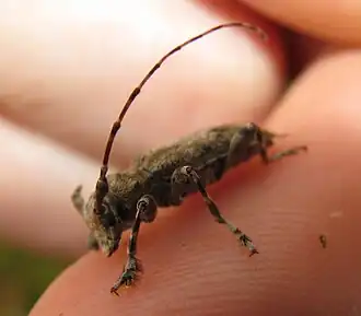 Aegomorphus modestus