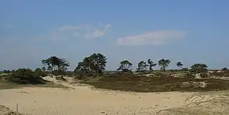 Het Aekingerzand bij Appelscha