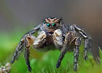 Aelurillus v-insignitus obsoletus