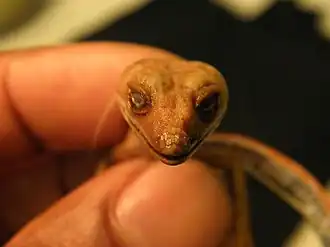 Aeluroscalabotes felinus