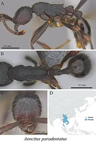 Aenictus paradentatus