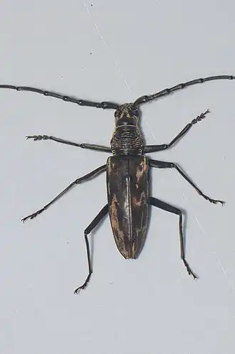 Aeolesthes aurifaber