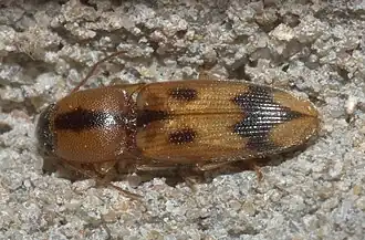 Aeolus scutellatus