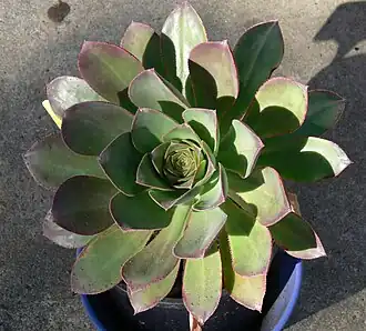 Aeonium hierrense