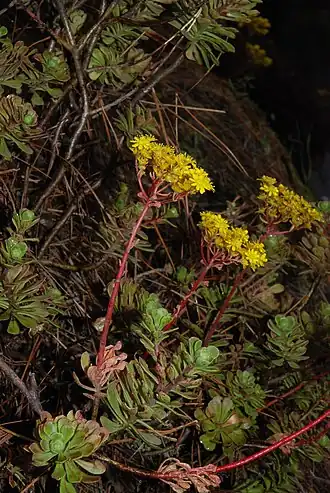 Aeonium spathulatum