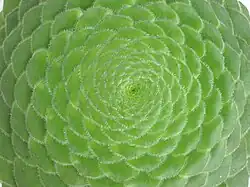 Fyllotaxis 8/13 Aeonium tabulaforme