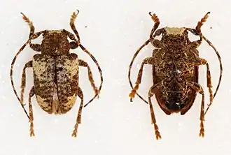 Aerenea quadriplagiata