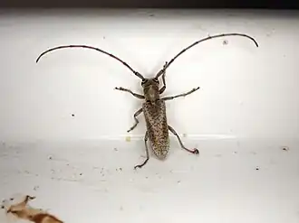 Aerenomera boliviensis