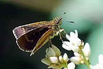 Aeromachus bandaishanus