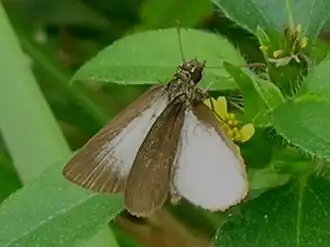 Aeromachus plumbeola