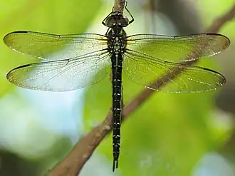 Aeschnophlebia anisoptera