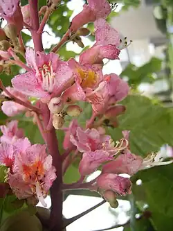 Rode paardenkastanje