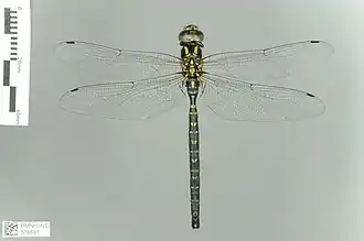 Aeshna petalura