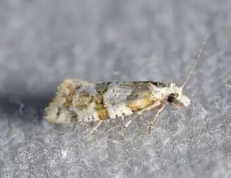 Aethes argentilimitana