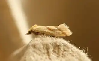 Pastinaaksmalsnuitje